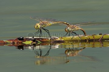 dragonfly mating and spawning in Lake Kerkini Greece