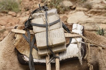 Blocks of salt transported back to Dromedaries Ethiopia