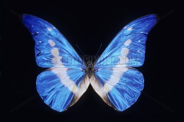 Butterfly Morpho Peru