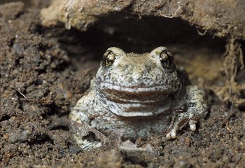 Close-up to a Midwife toad leaving his hole