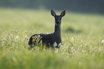 Female Roedeer in the grass Vosges France