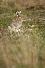 Mountain hare in summer livery at spring Sweden