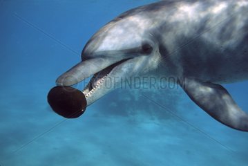 Bottlenose dolphin playing with a sponge Red Sea