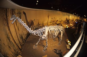 Camarasaurus skeleton in a museum