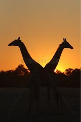 Giraffes at sunset Etosha NP Namibia