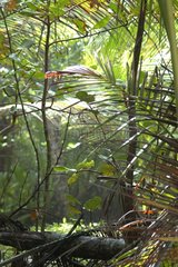 Forêt dense sempervirente Puerto Viejo Costa Rica