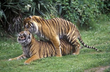 Accouplement de Tigres de Sumatra