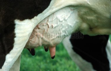 Gros plan des pis d'une vache Bretonne pie noire