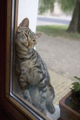 Katze reiben sich am Fenster eines Fensters