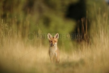 Roter Fuchs auf einem Weg des Waldes der Perte Aube Frankreich