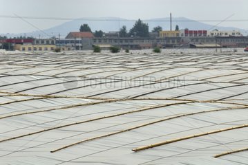 Roofs of greenhouse as far as the eye can see in a Chinese village China