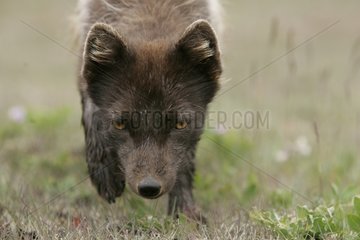 Arctic fox approaching cautiously to the photographer