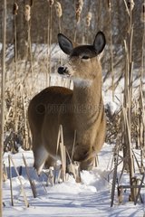 White-tailed Deer on the look out in deep snow Quebec Canada