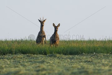 Couple of RoeDeer in the grass Vosges France