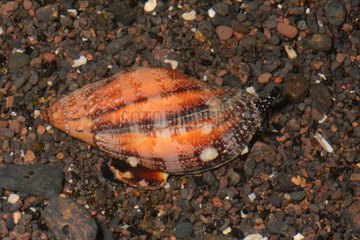 Nassa mud snail on sand - Tuamotu French Polynesia