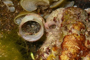 Great worm shell on reef - Tahiti French Polynesia