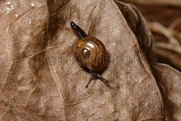 Snail on leaf - Tahiti French Polynesia