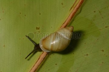 Partula Snail on leaf - Tahiti French Polynesia