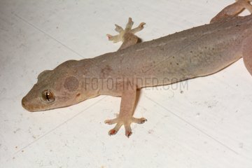 Oceanic Gecko on a wall - Tahiti French Polynesia