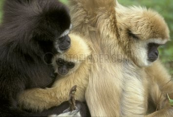 Ein paar Gibbon Lar und Young aus Asien