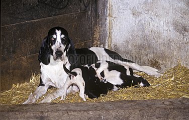 Weibliche Hunderasse Français Noir et Blanc saugen