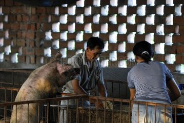 Traditionelle Porcine Breeding Asian China