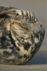 Portrait of a Grey seal itching its head Lincolnshire