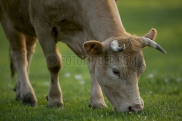 Portrait de vache croisée broutant Picardie France