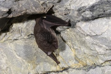 Daubenton's Bat in cave Spain