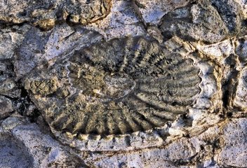 Ammonit- und Stromatolitenreserve von Sixt Fer à Cheval Alpen