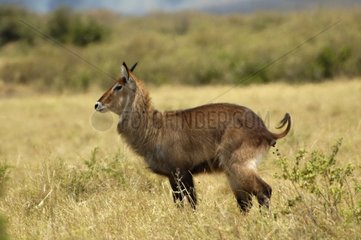 Waterbuck defecating to mark its territory