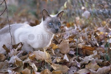 Chat Siamois dans les feuilles mortes à la campagne France