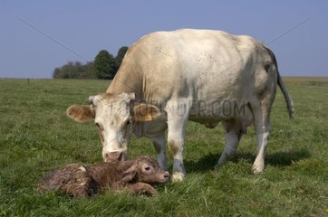 Kuh Charolaise leckt sein neu geborenes Kalb im Gras