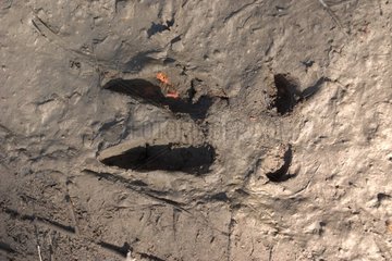 Imprint of a hoof Deer in the mud