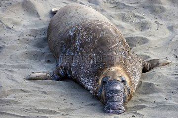 OD männliche Nord -Elefant Seals California USA