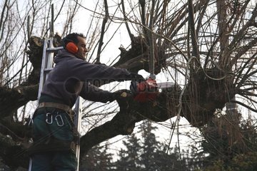 A man cutting a tree with a chainsaw