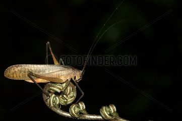 Orthoptera on pistol grip French Guiana