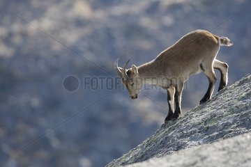 Spanish ibex going down on a rock Sierra de Gredos Spain