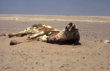 Corpse of domestic bovine in the desert Libya