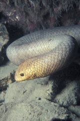 Aipysurus Sea Snake on a coral reef Australia