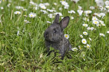 Small rabbit domesticates sitted in the grass Alsace France