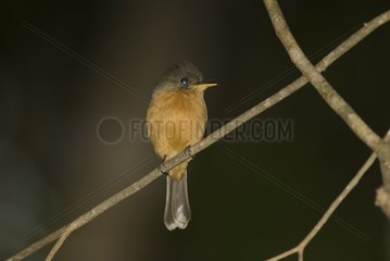St Lucia pewee on a branch St Lucia