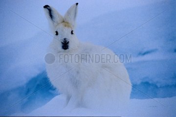 Portrait de Lièvre polaire blanc sur la banquise