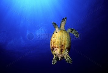 Meeresschildkröte Tuamotu Französisch -Polynesien