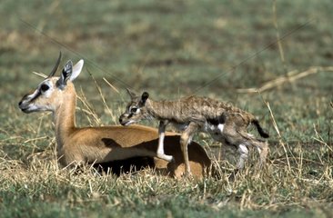 Femelle Gazelle de Thomson et son nouveau-né