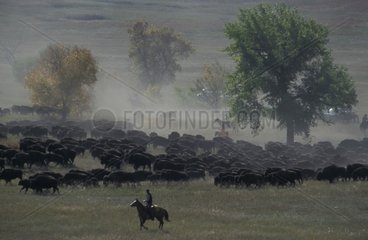 Sammeln einer Bison -Herde aus Amerika Dakota USA