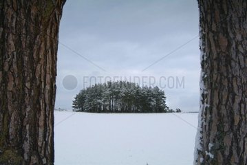 Thicket of fir trees in the middle of the fields Auvergne