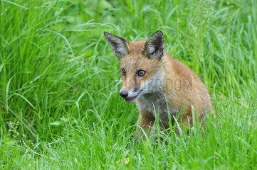 Red Fox cub sat in grass England