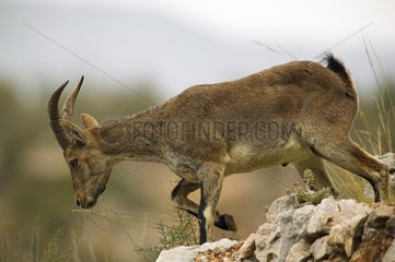 Weibliches spanisches Ibex mitten in den Felsen