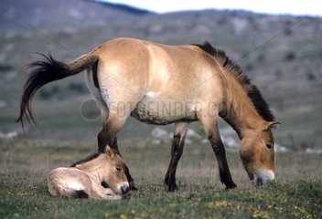 Mare and foal Przewalski 's horse Causse Mejan Cevennes